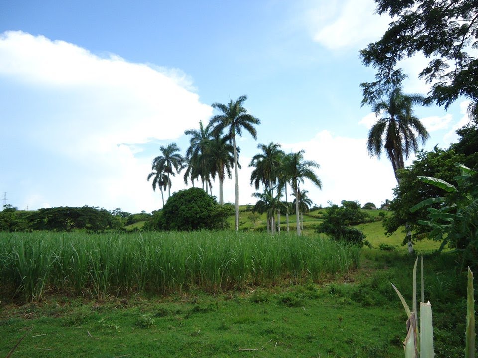 campos de caña