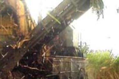 Comenzaron los cortes de caña en Las Tunas