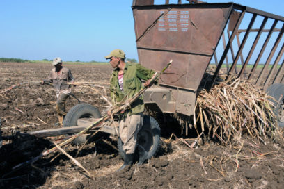 La zafra en Camagüey camina