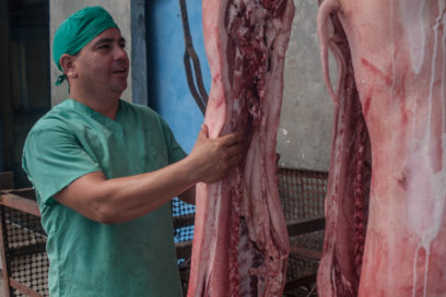 Cumplen el plan productivo anual los trabajadores de la Empresa Porcina Camagüey