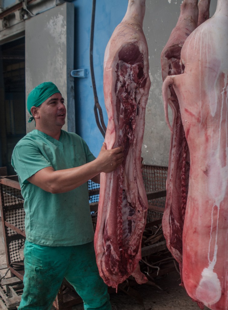 foto1 porcino plan cmg