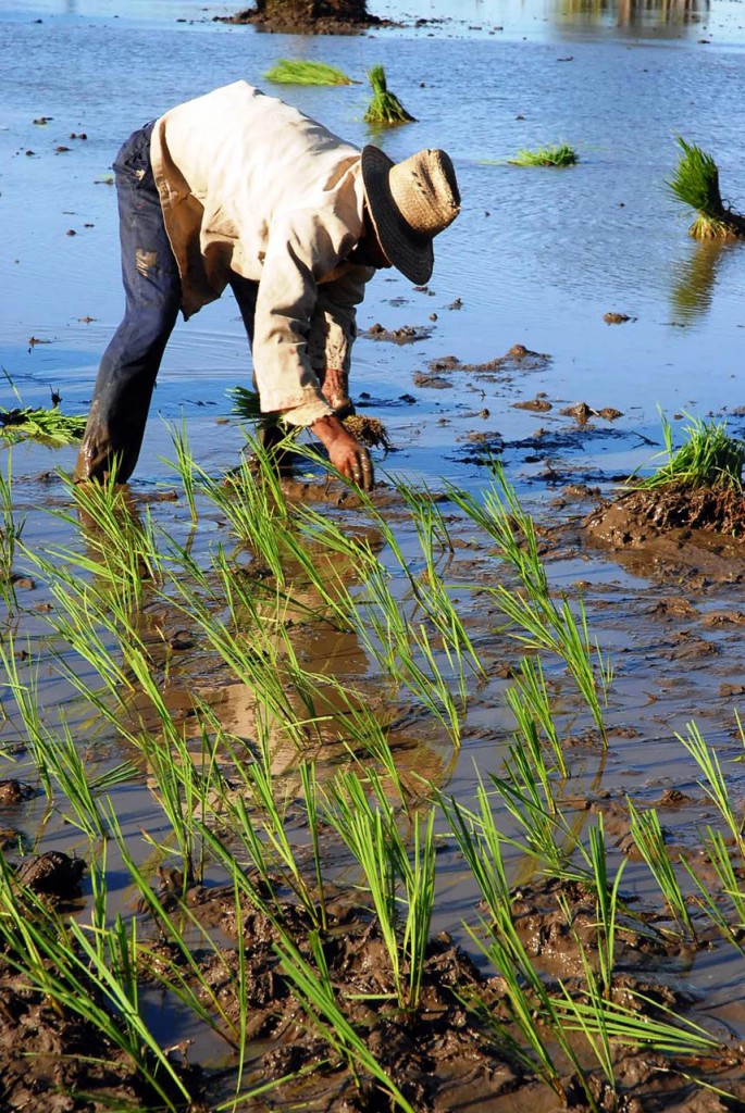La base productiva en el municipio cienfueguero de Aguada está constituida por cooperativas y fincas de campesinos.