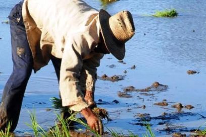 El camino del arroz “criollo”