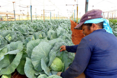 Vegetales avileños en la mesa cubana