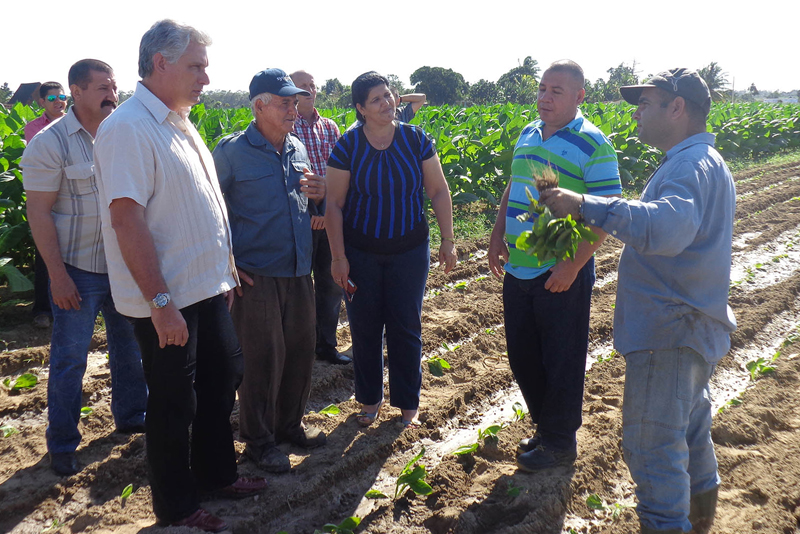También debatió con el productor tabacalero José Enrique Aguiar, perteneciente la Cooperativa de Crédito y Servicios Gervasio Hernández, al respecto de la marcha de la zafra. Fotos: Del autor