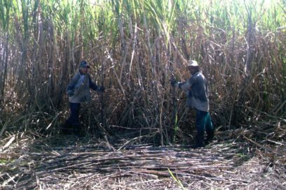 Medio siglo de machetes millonarios