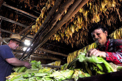Fumadores en Pinar del Río (+Fotos)