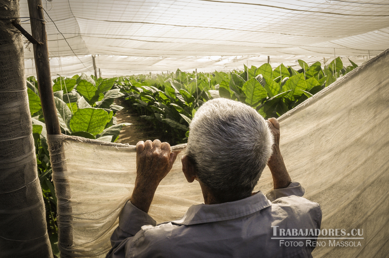 El mejor tabaco del mundo está en San Luis, Pinar del Río, Cuba (1)