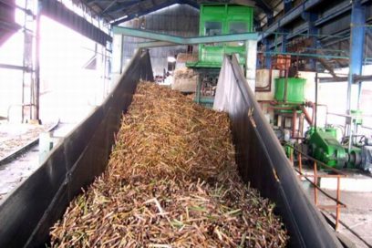 La zafra precisa organización, compromiso y disciplina