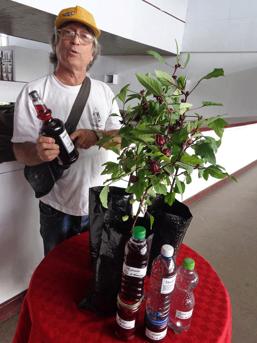 La flor de Jamaica, usada por vinicultores santiagueros en la elaboración de diversos surtidos, abre un abanico de investigación científica. Foto: De la autora