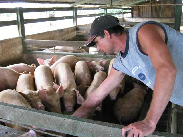 La cría de cerdos recibe los beneficios de la industria azucarera. Foto: Del autor