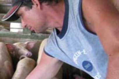 Central Majibacoa: Aumentan producción de alimento animal