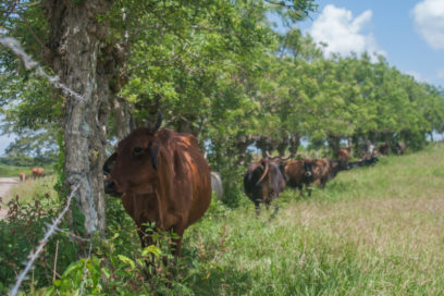 Un balance para meditar problemas de agricultores