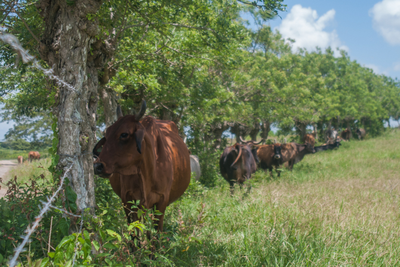 El programa de recuperación ganadera de Camagüey afrontó dificultades en su avance debido a demoras en entrega de insumos el pasado año. Foto: Leandro Armando Pérez Pérez