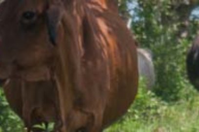 Vaivenes en la recuperación ganadera camagüeyana