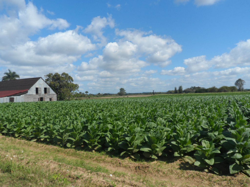 La petición de tierras para el cultivo del tabaco es una de las principales tendencias en Pinar del Río tras el comienzo de la entrega de tierras en usufructo. Fotos: Del autor