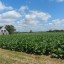 La petición de tierras para el cultivo del tabaco es una de las principales tendencias en Pinar del Río tras el comienzo de la entrega de tierras en usufructo. Fotos: Del autor