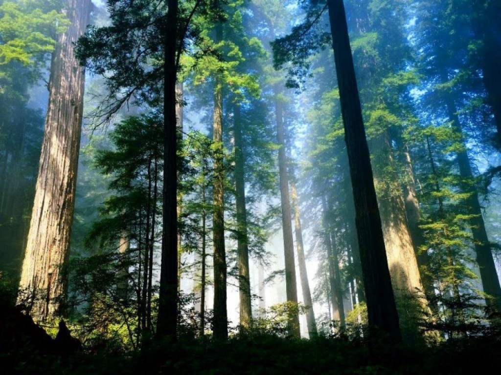bosques-5