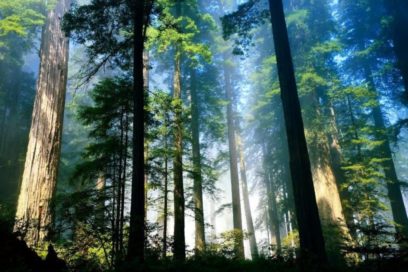 Mensaje de Ban Ki Moon con motivo del Día Internacional de los Bosques
