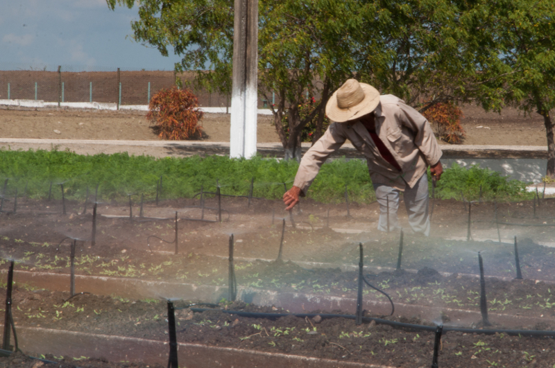 Aquella imagen que mostraba el organopónico Tínima de Camagüey plagada de marabú quedó atrás y hoy se erige como el mejor de Cuba, según Adolfo Rodríguez Nodals, jefe del grupo nacional de Agricultura Urbana y Suburbana. Foto: Leandro Armando Pérez Pérez