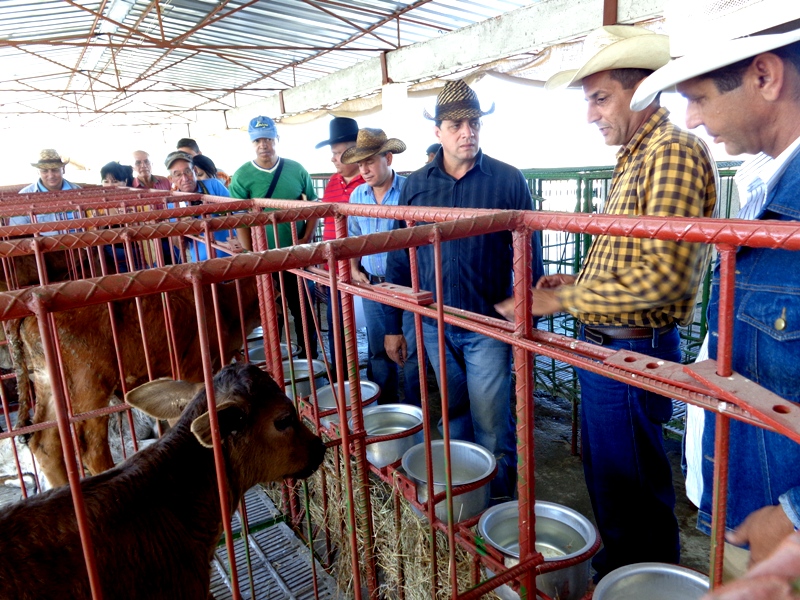 En los cuneros las crías tienen condiciones apropiadas para su normal desarrollo. Foto: Del autor