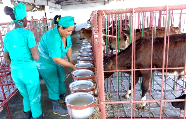 Niuris Ortega, maternista, y la jovencita Roxana Lazo García disfrutan el cambio físico que experimentan los terneritos bajo sus cuidados y cariños