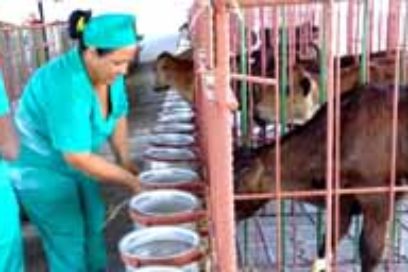 Abren centro de recría artificial de terneros