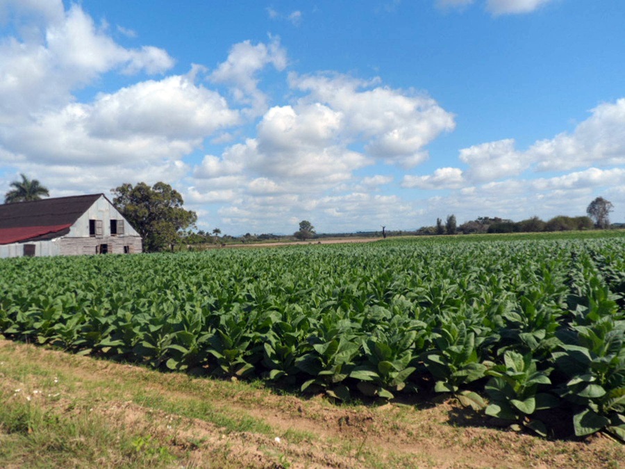 La petición de tierras para el cultivo del tabaco es una de las principales tendencias en Pinar del Río tras el comienzo de la entrega de tierras en usufructo. foto del autor