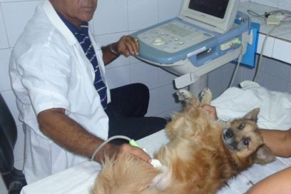 Empeños por una sola salud