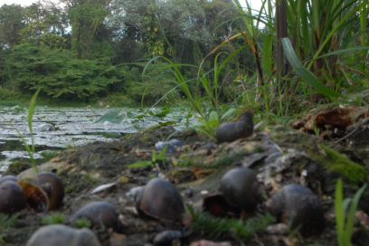 Río Ariguanabo llora