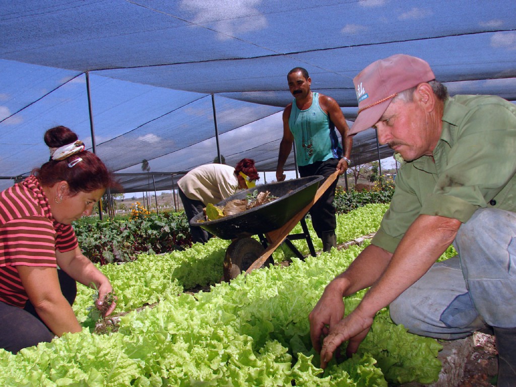 Los productos orgánicos son saludables. En Cuba se trabaja para aumentar su variedad y cantidad. Foto: Agustín Borrego