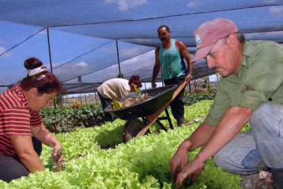 Alimentos sanos para todos