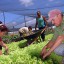 Los productos orgánicos son saludables. En Cuba se trabaja para aumentar su variedad y cantidad. Foto: Agustín Borrego