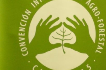 Aprovechamiento adecuado del bosque: un reto para Cuba