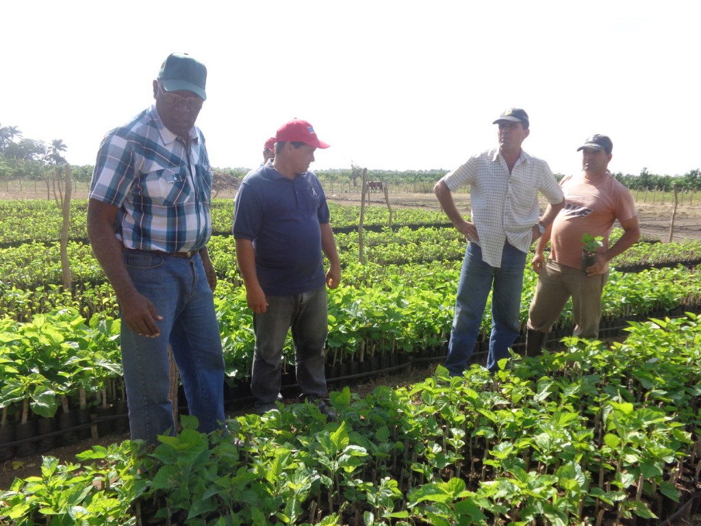 Salvador Valdés visitó el vivero tecnificado de la CCS Toni Alomá de La Sierpe donde, además de frutales, se siembra morera para el consumo animal.  Foto: De la autora