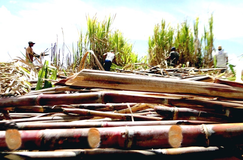 La gran diferencia de la zafra entre Ciego de Ávila y Granma: en la totalidad de los campos avileños se cosecha mecanizadamente, mientras los granmenses cortan el 34 % de forma manual. | foto: Rafael Martínez Arias