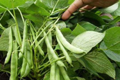 Camagüey aumenta la producción de frijoles