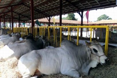 Estabuladas más de dos mil 330 reses en Las Tunas
