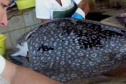 Pescadores tierra adentro