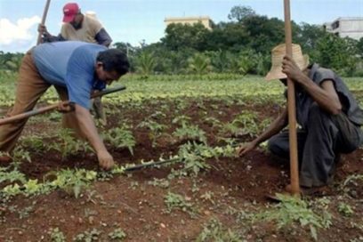 Más alimentos  a la mesa