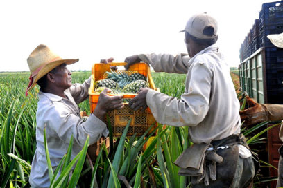 Incrementan en Ciego de Ávila exportación de piñas