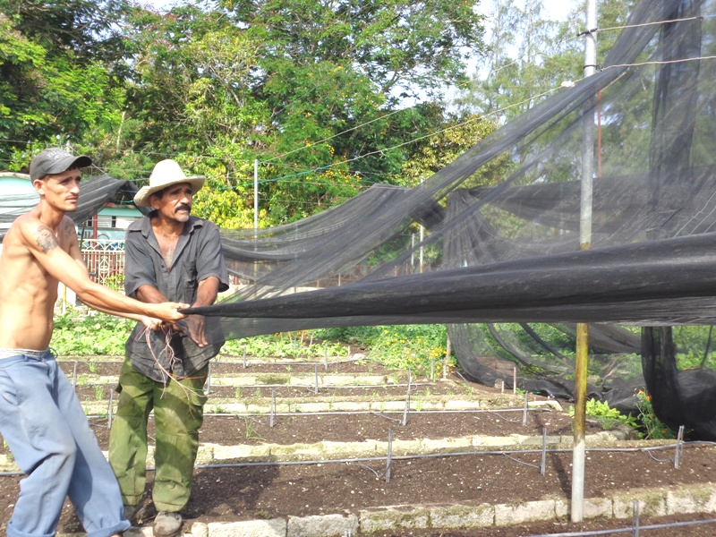En el semiprotegido Victoria de Playa Girón la recuperación no espera.
