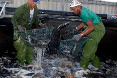 Proyecto europeo permite maximizar cosecha claria en Cuba