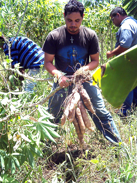 La producción está entre las prioridades de la actividad científica en Cuba. Foto: Jorge Pérez