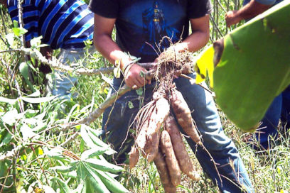 La producción de alimento es prioridad de la ciencia en Cuba