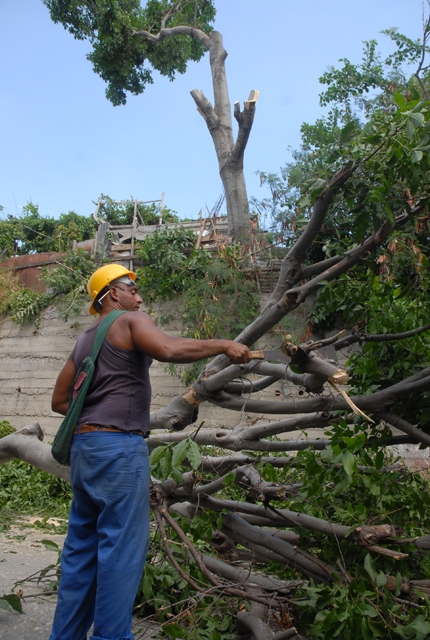 La poda oportuna y controlada de árboles fue una de las acciones desarrolladas en el Meteoro 2015 con base en la experiencias del huracán Sandy. Foto Hechavarría