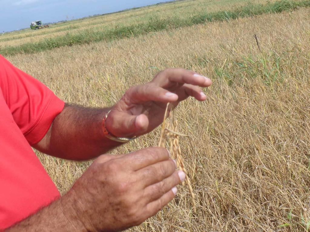 Los especialistas explican que la falta de agua en el momento clave incide en la calidad del grano en la espiga y provoca pérdidas a la hora de cosechar.