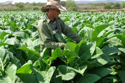 Holguín: donde el tabaco rinde más