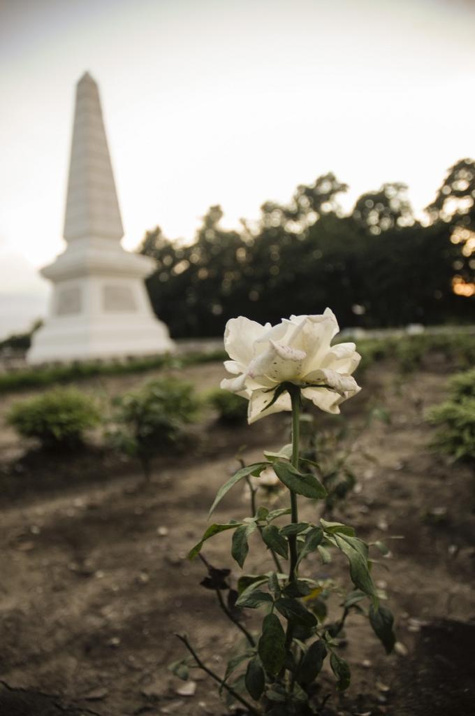 Cultivo una rosa blanca/ en junio como en enero/ para el amigo sincero/ que me da su mano franca. | foto: René Pérez Massola
