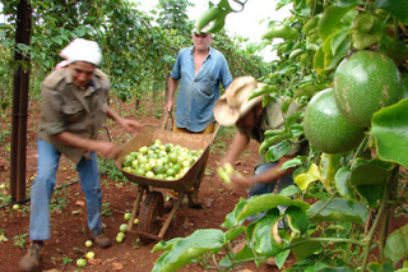 En Cuba el 82 % de la tierra es propiedad del pueblo